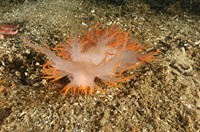 Nudibranch